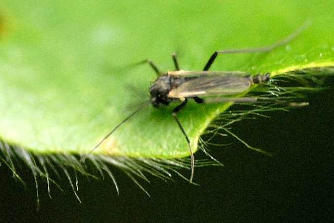 Африканский комар-звонец (Polypedilum nubens), фото фотография насекомые