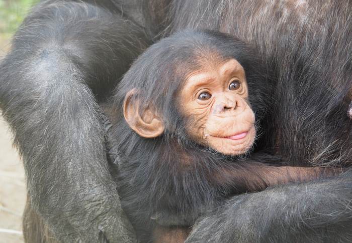 Детеныш шимпанзе, фото фотография приматы