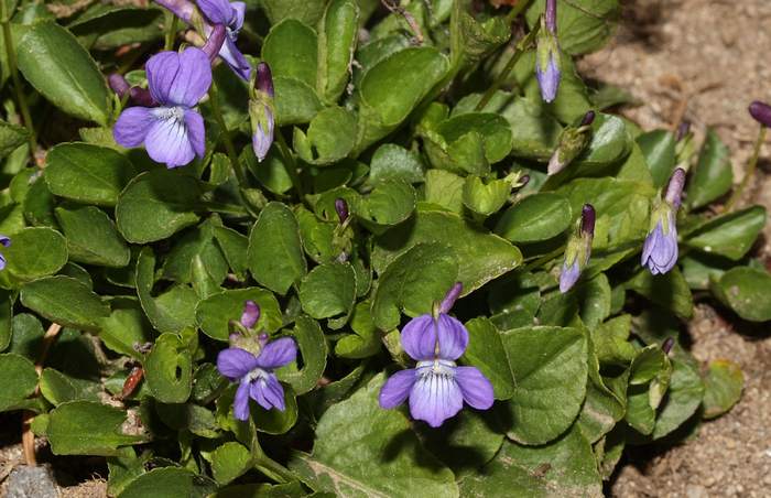 Фиалка крючковато-изогнутая (Viola adunca), фото фотография растения