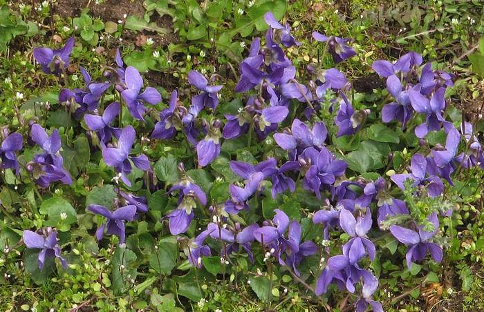 Фиалка душистая (Viola odorata), фото фотография растения