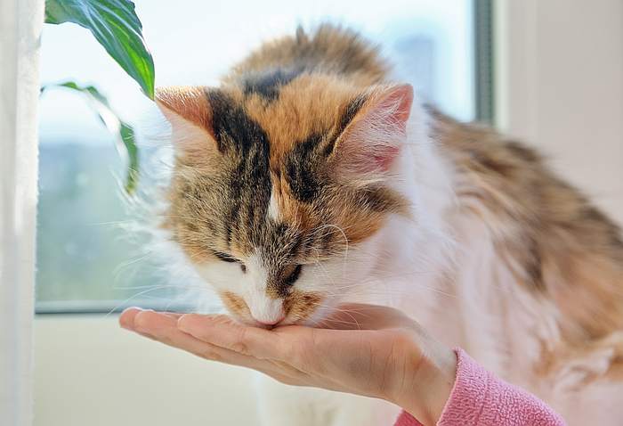 Кошка ест с рук женщины, фото фотография