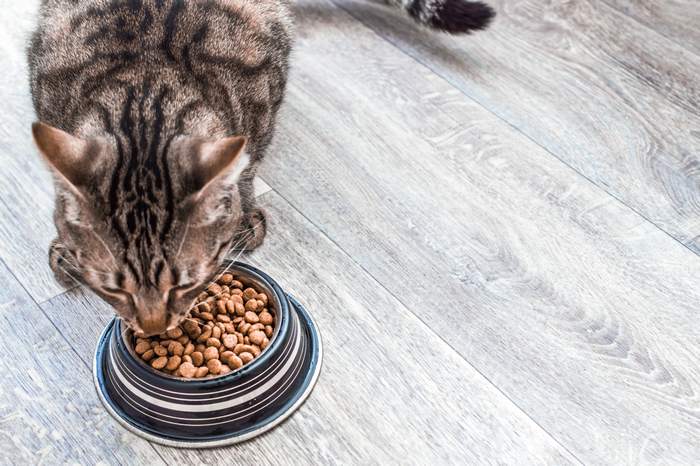Кошка ест из миски сухой корм, фото фотография