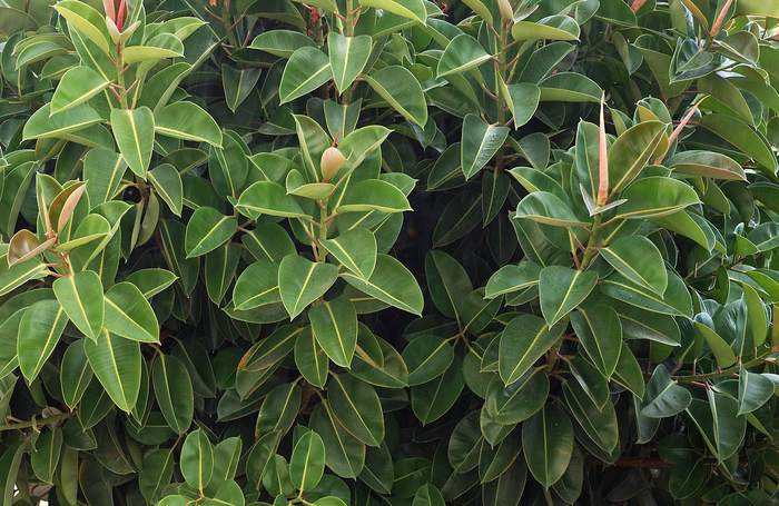 Фикус каучуконосный (Ficus elastica), фото фотография растения