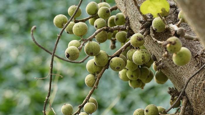 Фикус кистевидный (Ficus racemosa), фото фотография растения