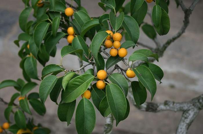 Фикус Бенджамина (Ficus benjamina), плоды, фото фотография растения