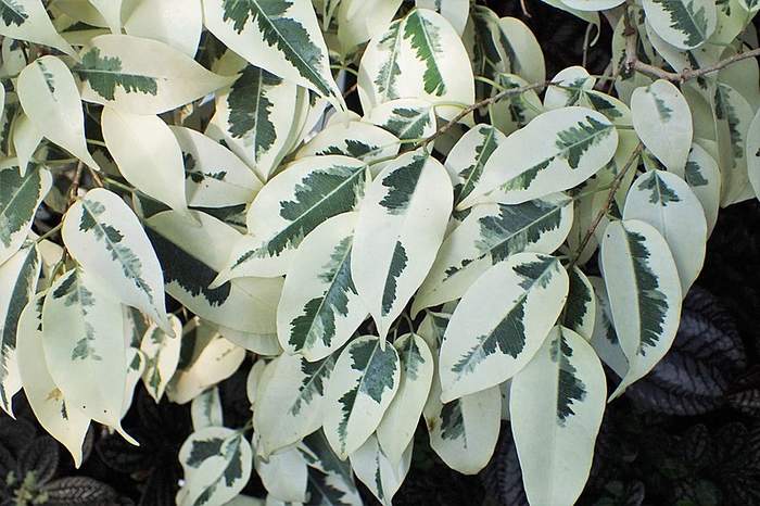 Фикус Бенджамина (Ficus benjamina 'Starlight'), фото фотография растения