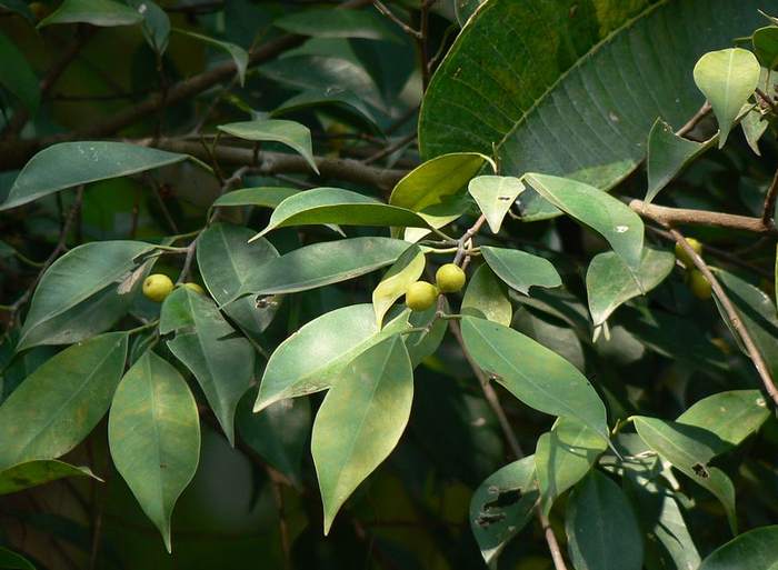 Фикус притупленный (Ficus retusa), фото фотография растения