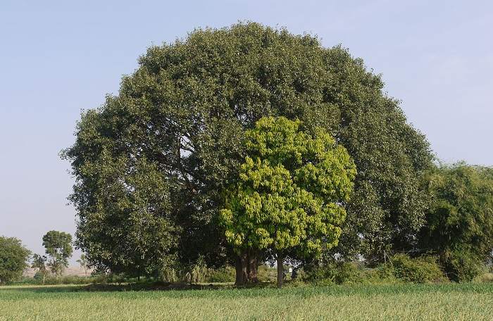 Фикус священный (Ficus religiosa), фото фотография растения