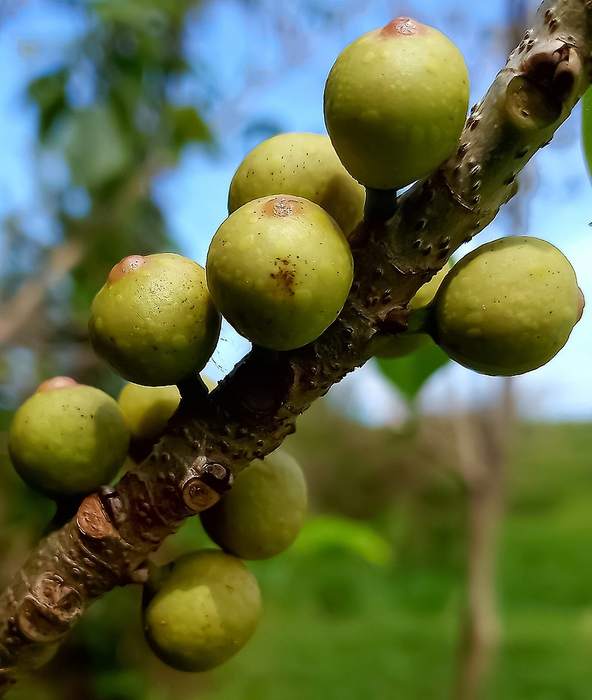 Фикус священный (Ficus religiosa), плоды, фото фотография растения