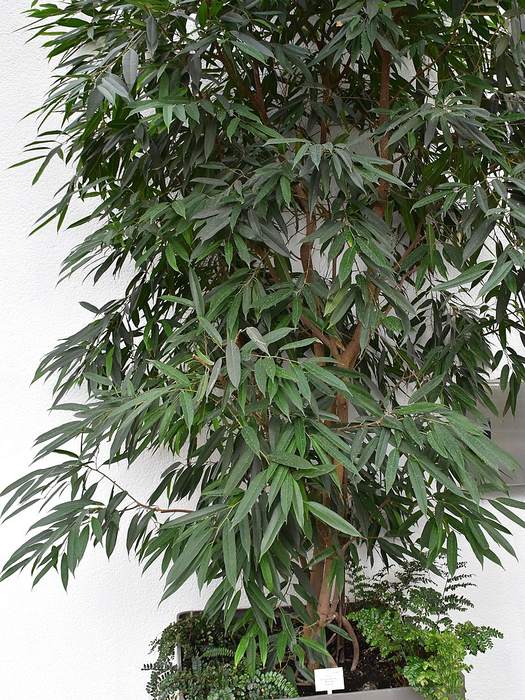 Фикус Биннендика (Ficus binnendijkii), фото фотография растения