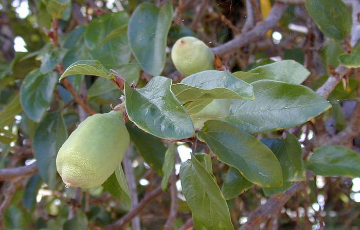 Фикус крохотный (Ficus pumila), фото фотография растения