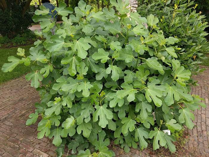 Фикус карика, инжир (Ficus carica), фото фотография растения