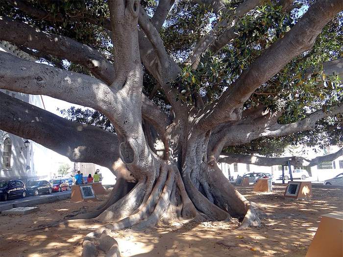 Фикус каучуконосный (Ficus elastica), фото фотография растения