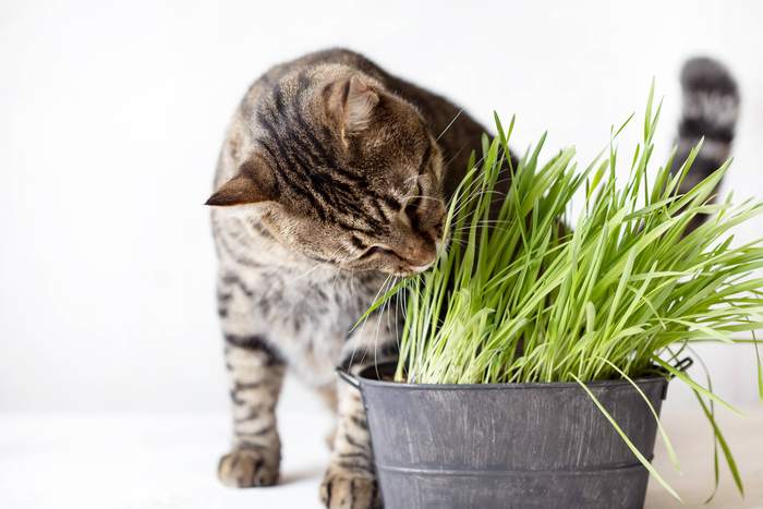 Кот ест зеленую траву, фотографии фото питомцы