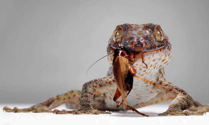 Геккон токи (Gekko gecko) ест таракана, фотографии фото рептилии