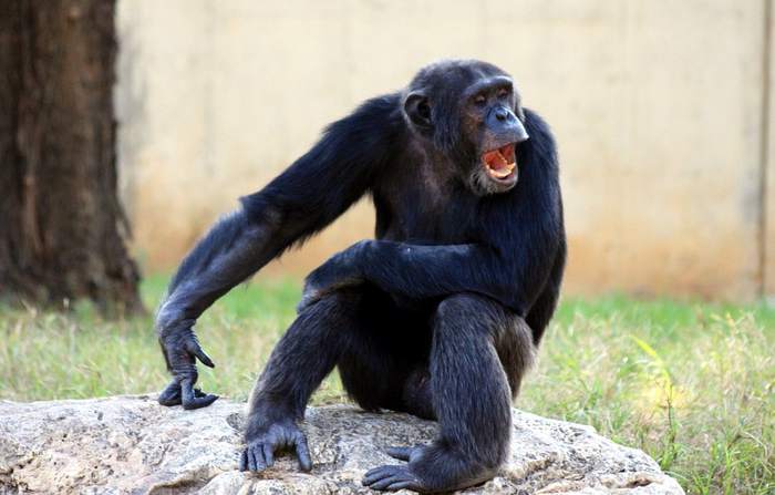 Шимпанзе, фотографии фото приматы
