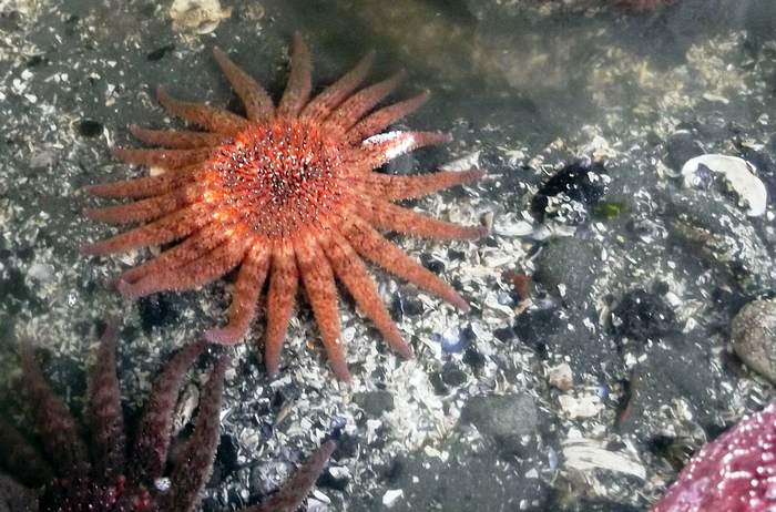 Морская звезда-подсолнух (Pycnopodia helianthoides), фотографии фото беспозвоночные