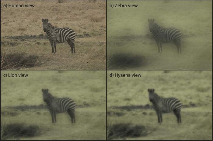 Как видят зебру человек, зебра, лев и пятнистая гиена с расстояния 6,4 м при ярком дневном свете, фотографии фото животные