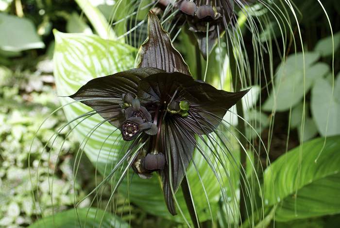 Китайский мышецвет, черный цветок летучей мыши (Tacca chantrieri), фотографии фото растения