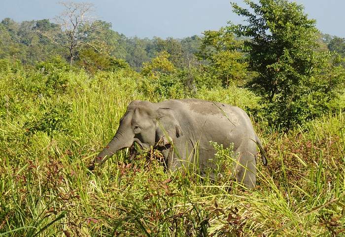 Индийский, или азиатский слон, фотографии фото животные
