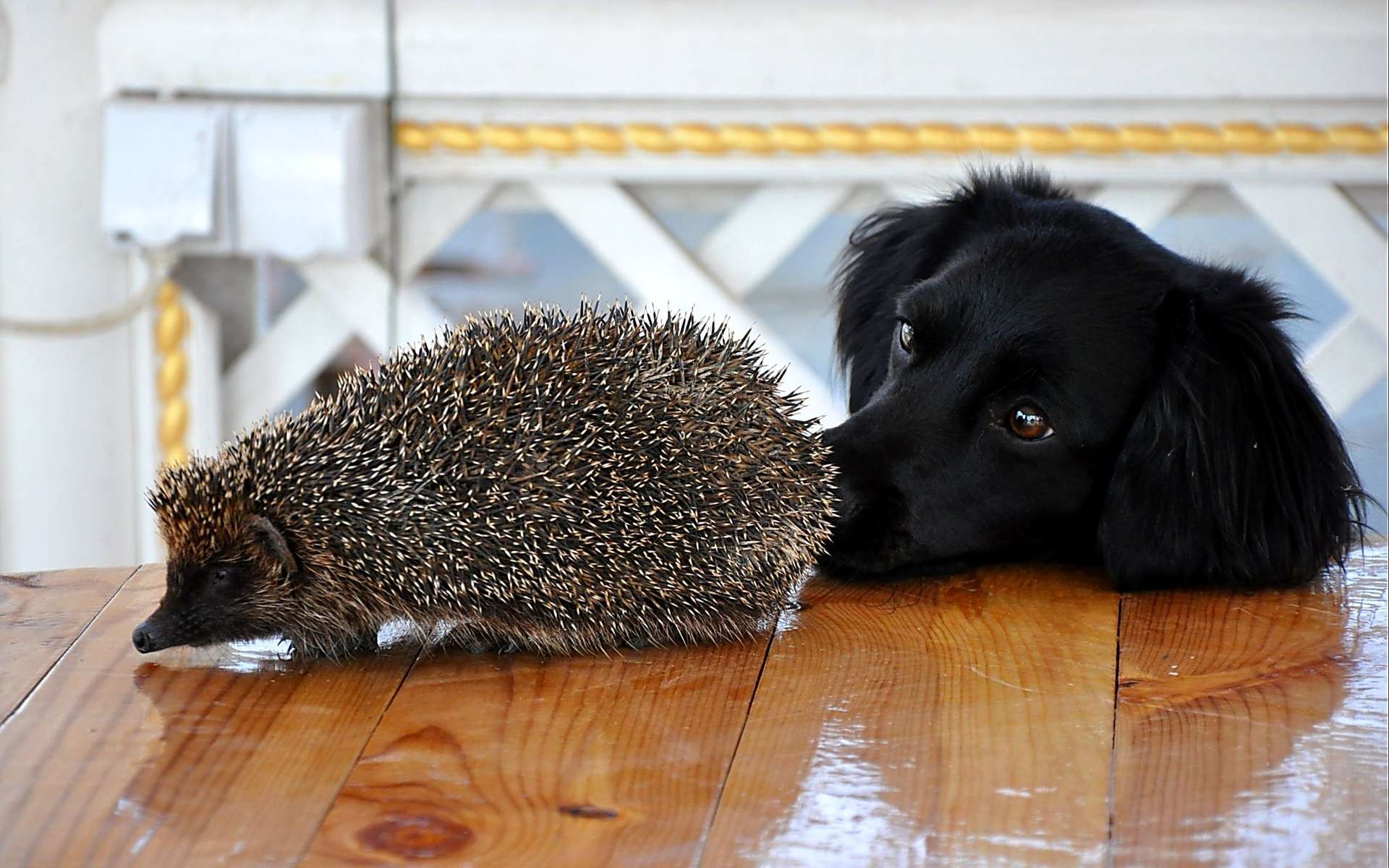 Ежик и черная собака, фото фотография картинка обои