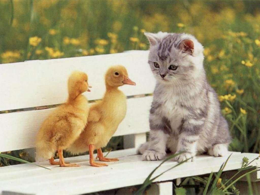 Котёнок и гусята, прикольная смешная картинка фото