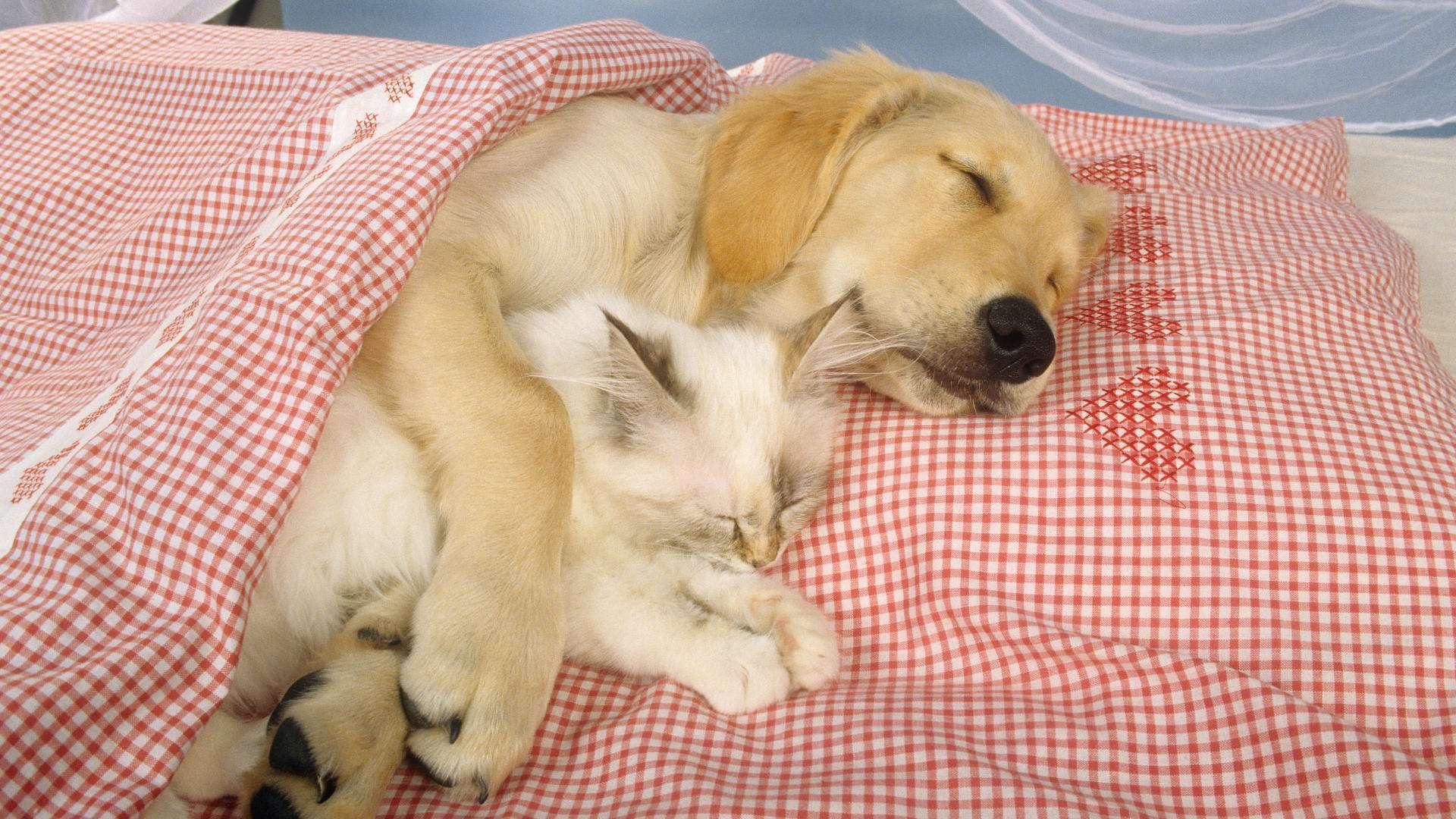 Голден ретривер спит вместе с котенком, прикольное фото смешная картинка