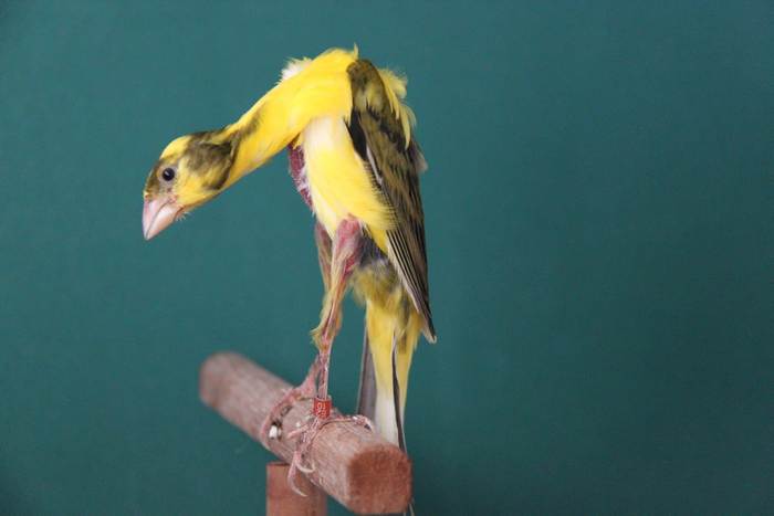 Канарейка итальянский гиббер, фотографии фото птицы