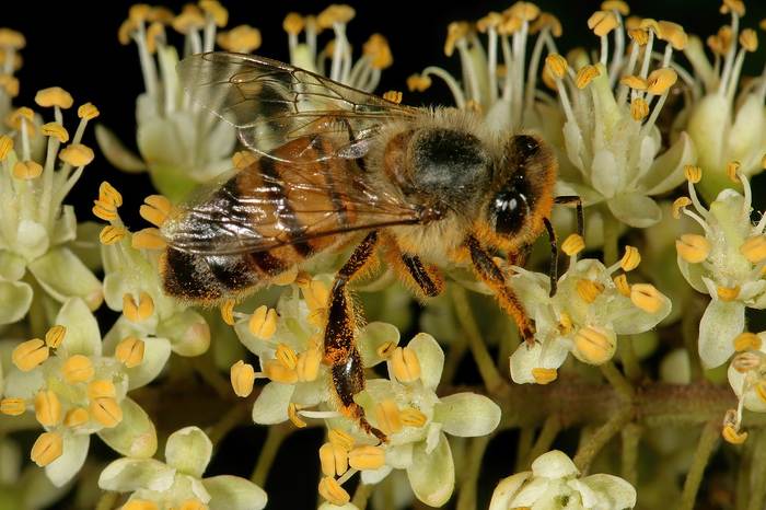 Африканизированная медоносная пчела (Apis mellifera scutellata), фотографии фото насекомые