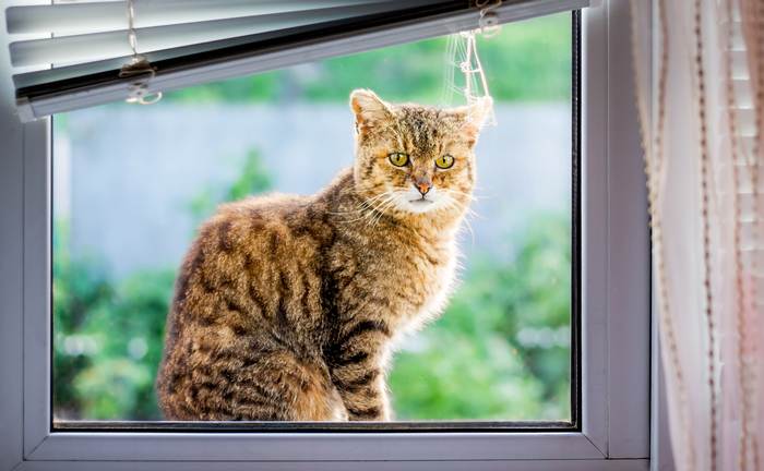 Кошка сидит за окном, фотографии фото 