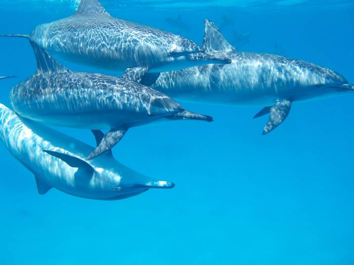Три дельфина под водой, фотографии фото киты
