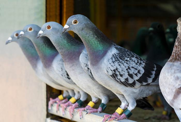 Скоростные почтовые голуби, фотографии фото птицы