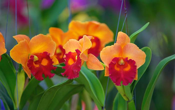 Каттлея (Cattleya) оранжевые орхидеи, фотографии фото цветы