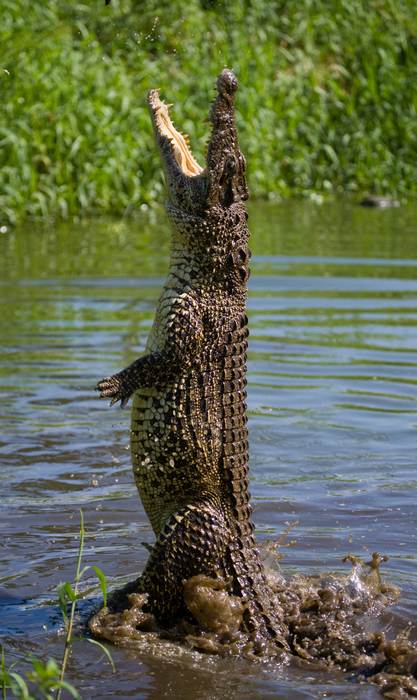 Крокодил выпрыгивает из воды, фотографии фото рептилии