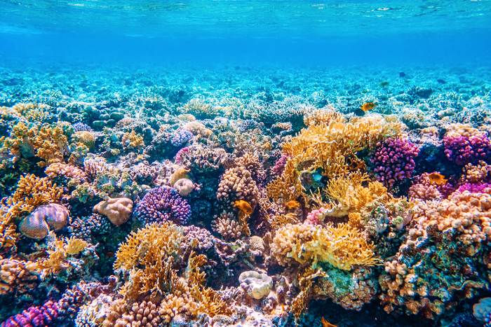 Коралловый риф, фотографии фото 