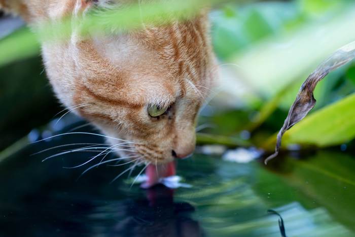 Кошка пьет воду из лужи, фото фотография