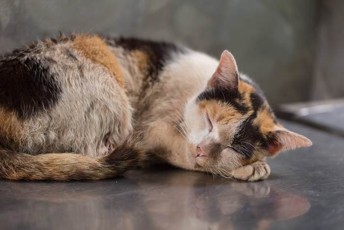 Грязная бездомная кошка, фото фотографии животные