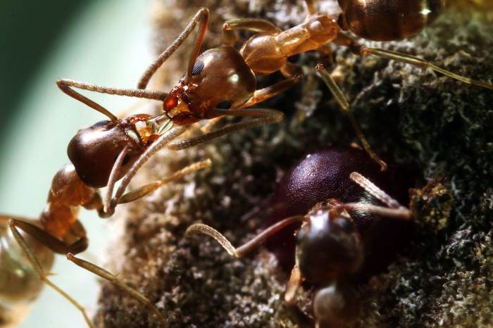 Аргентинский муравей (Linepithema humile), фото фотографии насекомые
