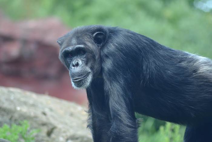 Шимпанзе, реконструкция, фото фотографии животные