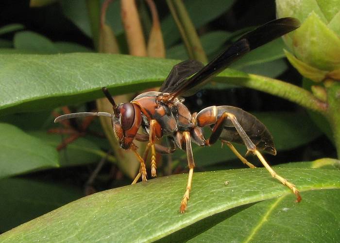 Оса Polistes metricus, фото фотографии насекомые