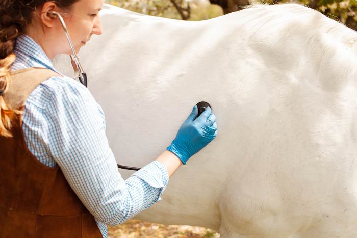 Ветеринарный врач слушает стетоскопом белую лошадь, фото фотографии кони