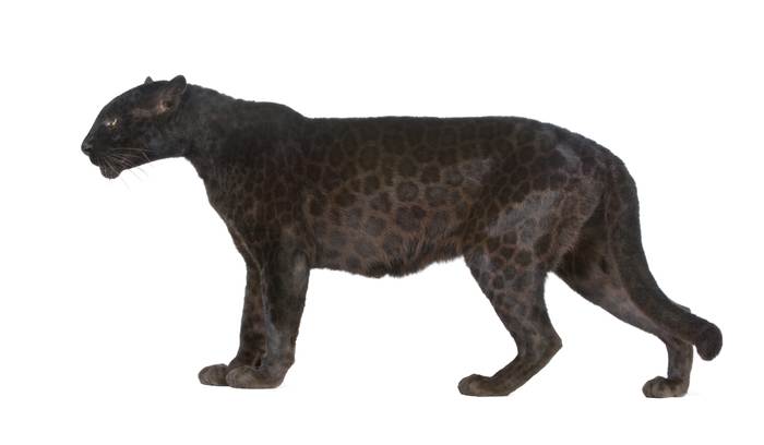 Леопард меланист, черная пантера, фото фотография животные