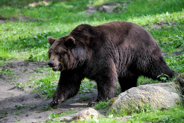 Бурый медведь (Ursus arctos) летом, фото фотография животные