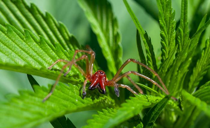 Желтый сак, или сумочный паук (Cheiracanthium punctorium), фото фотография пауки