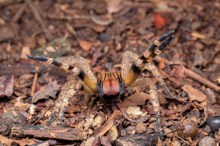 Бразильский странствующий паук (Phoneutria nigriventer), фото фотография 