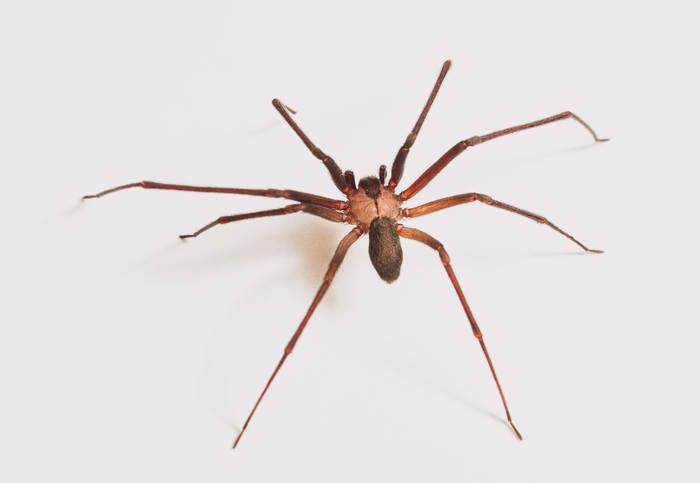 Коричневый паук-отшельник (Loxosceles reclusa), фото фотография 