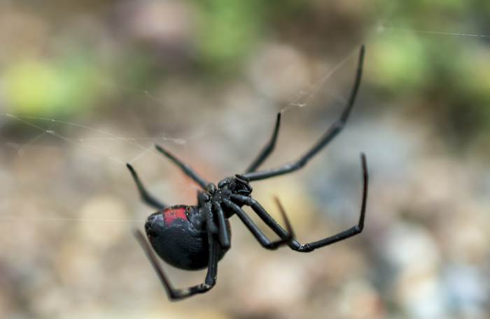 Черная вдова (Latrodectus mactans), фото фотография 