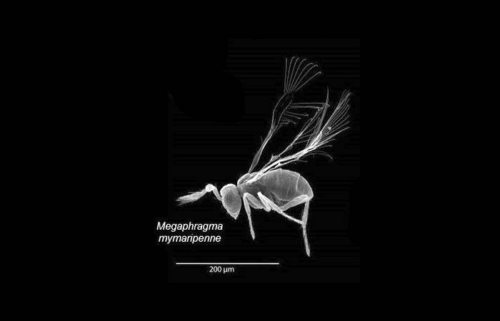 Паразитический наездник Dicopomorpha echmepterygis, фото фотография насекомые