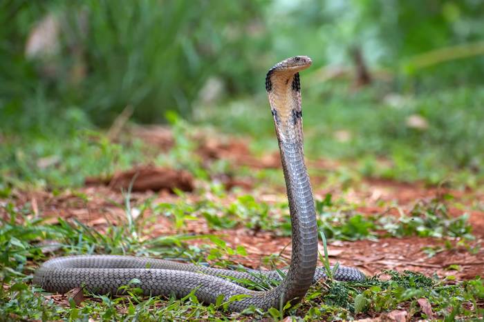 Королевская кобра (Ophiophagus hannah), фото фотография рептилии