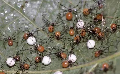 Социальные пауки (Theridion nigroannulatum), фото фотография животные